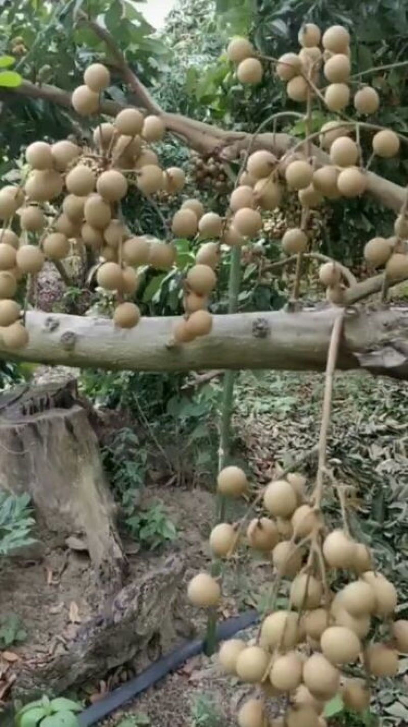 龙眼树苗30~50cm