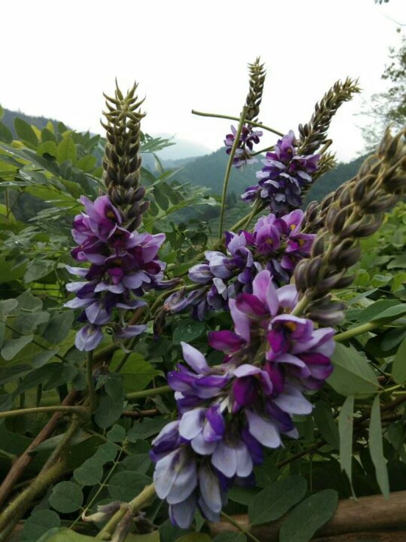 葛花野生