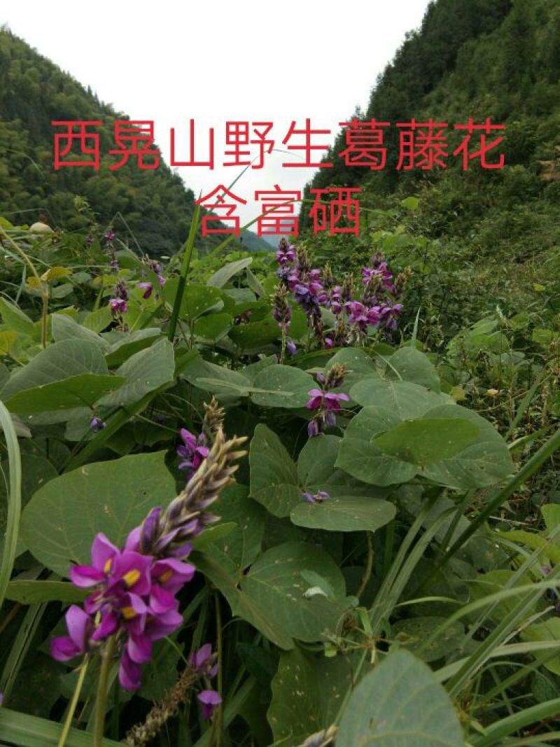 葛花野生