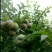三华李树苗迟熟、早熟三华李树苗