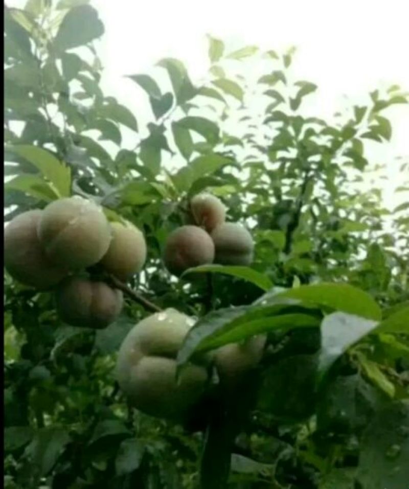 三华李树苗迟熟、早熟三华李树苗