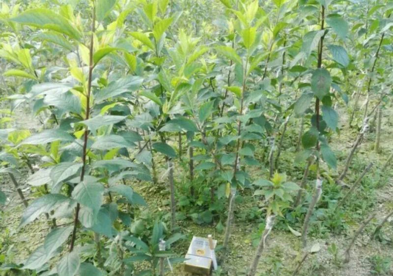 三华李树苗迟熟、早熟三华李树苗