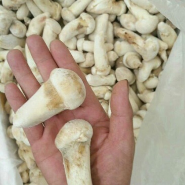 2020年速冻松茸各规格