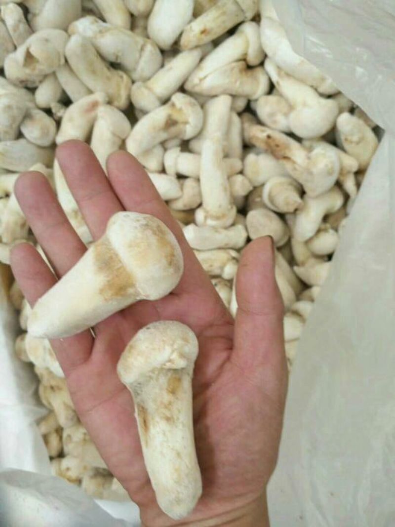 2020年速冻松茸各规格