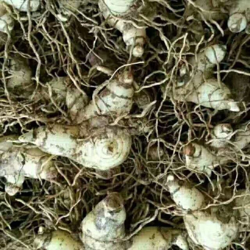 白芨选货鲜货