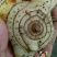 白芨选货鲜货