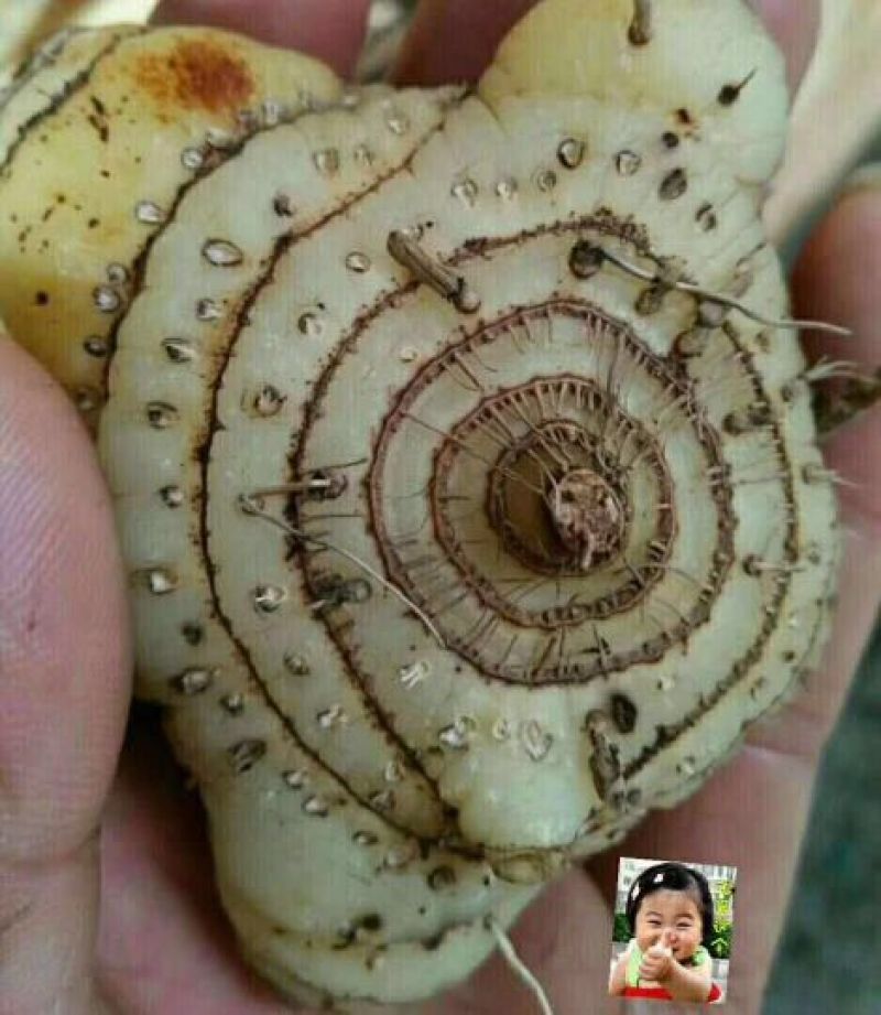 白芨选货鲜货
