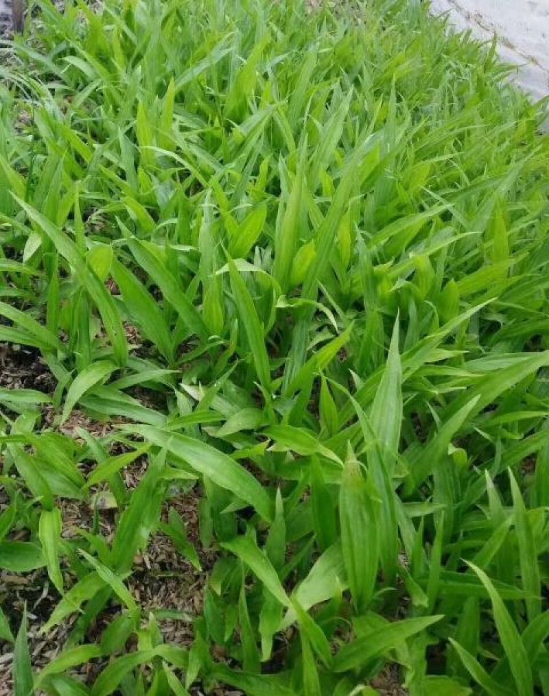 白芨种苗10~20cm