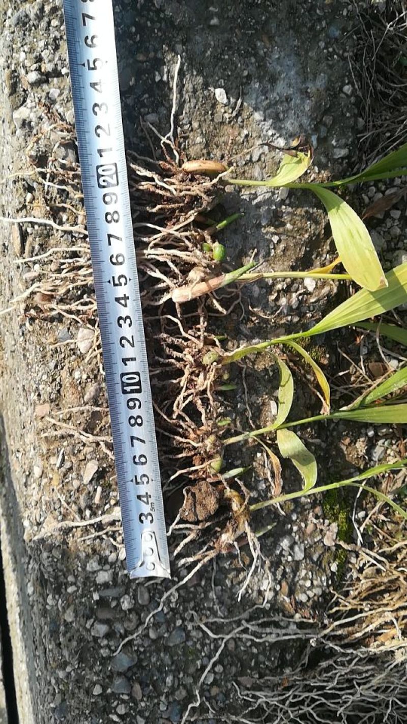 白芨种苗10~20cm