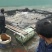 西伯利亚鲟50~100斤/尾