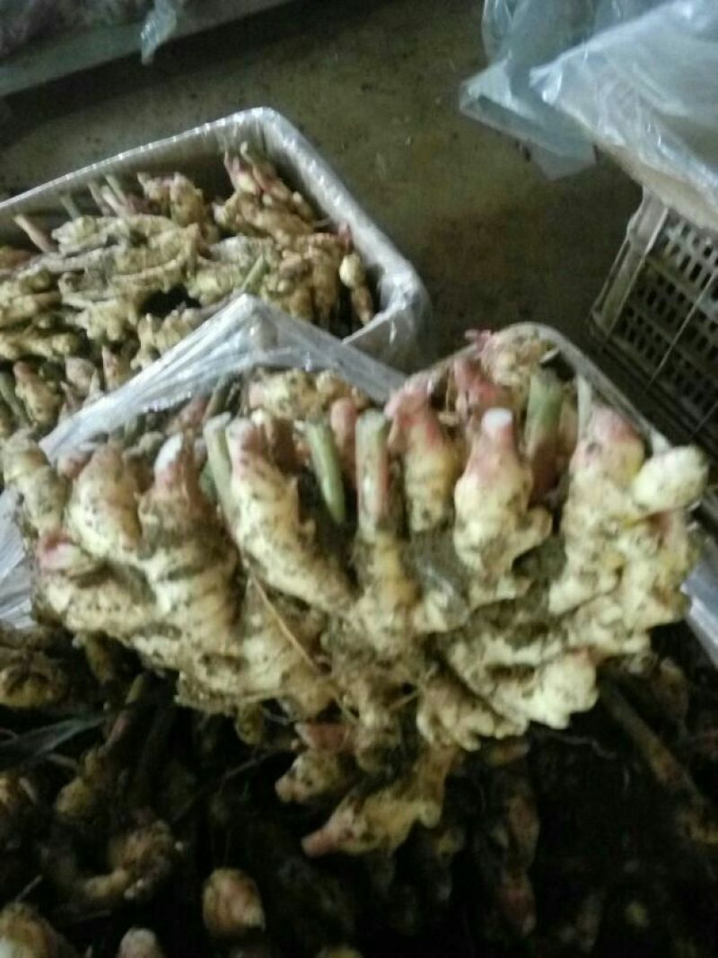 优质生姜批发货源充足全国发货量大从优，欢迎咨询