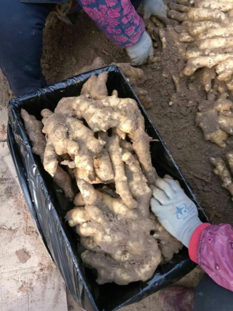 优质生姜批发货源充足全国发货量大从优，欢迎咨询