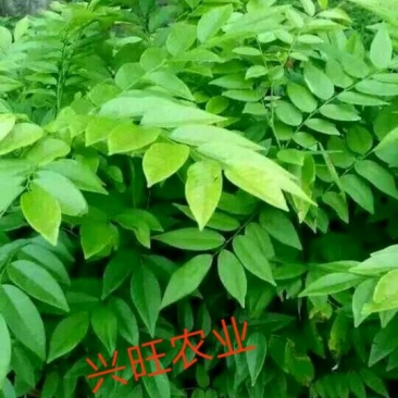 黄花梨树苗10~20cm1cm以下