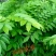黄花梨树苗10~20cm1cm以下