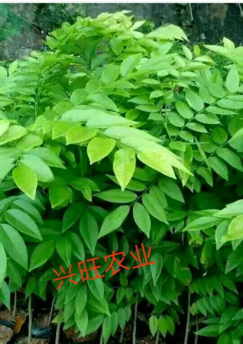 黄花梨树苗10~20cm1cm以下