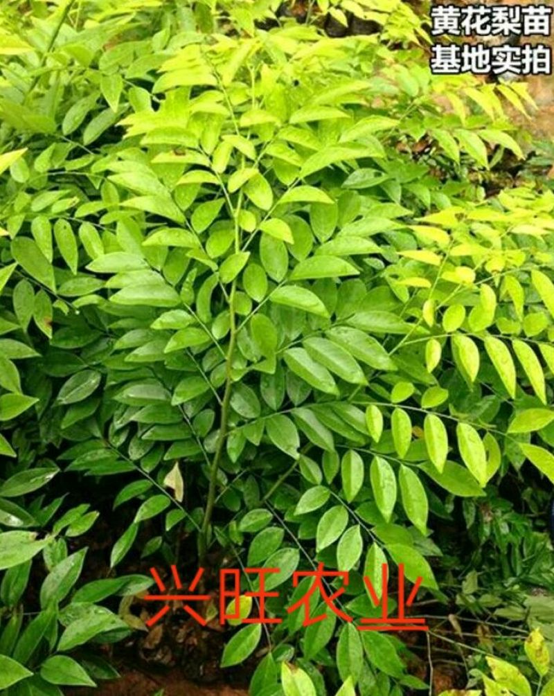 黄花梨树苗10~20cm1cm以下