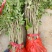 黄花梨树苗10~20cm1cm以下