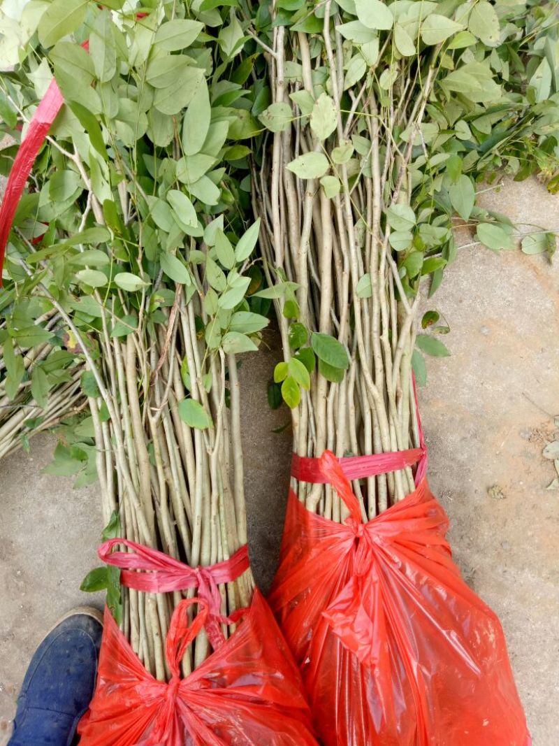 黄花梨树苗10~20cm1cm以下