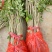 黄花梨树苗10~20cm1cm以下