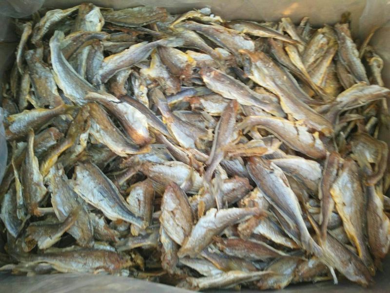 山东渤海湾无盐淡干蛤蜊无沙蛤蜊蛤蜊干，