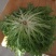 苦菊10~12cm