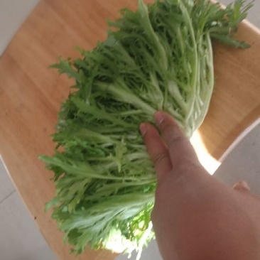 苦菊10~12cm