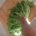 苦菊10~12cm