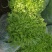 苦菊10~12cm