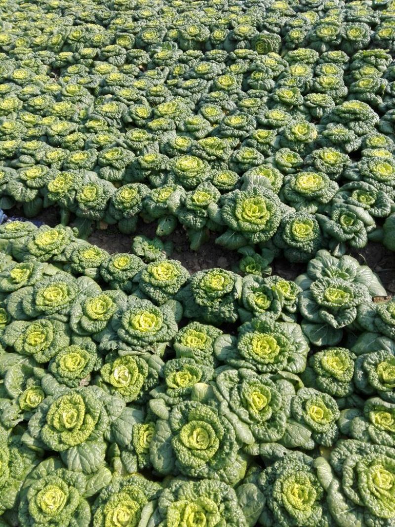 黄心菜10cm以下