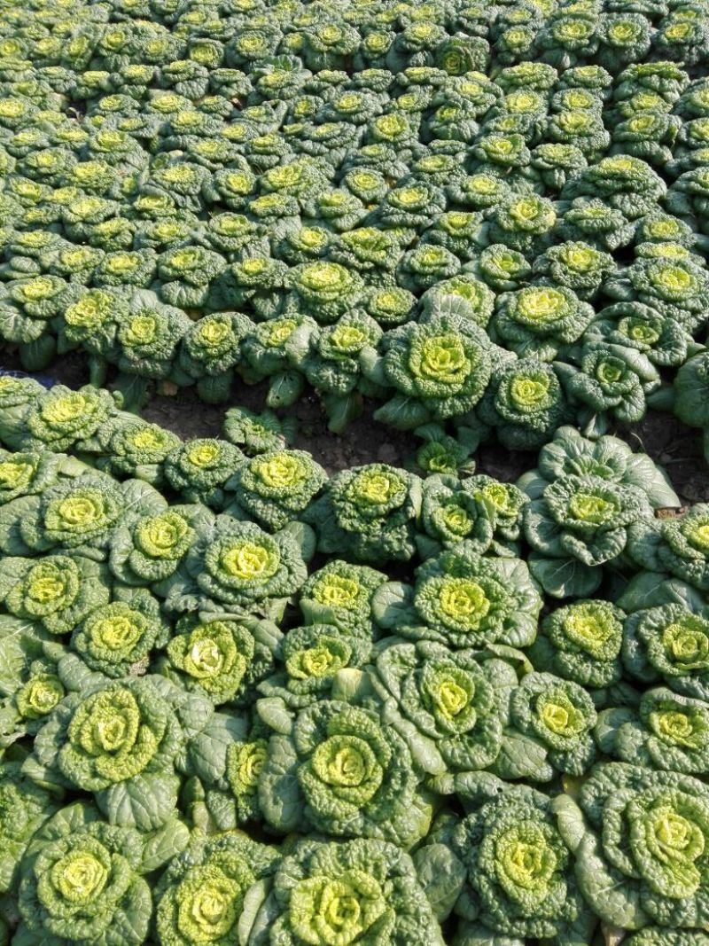 黄心菜10cm以下