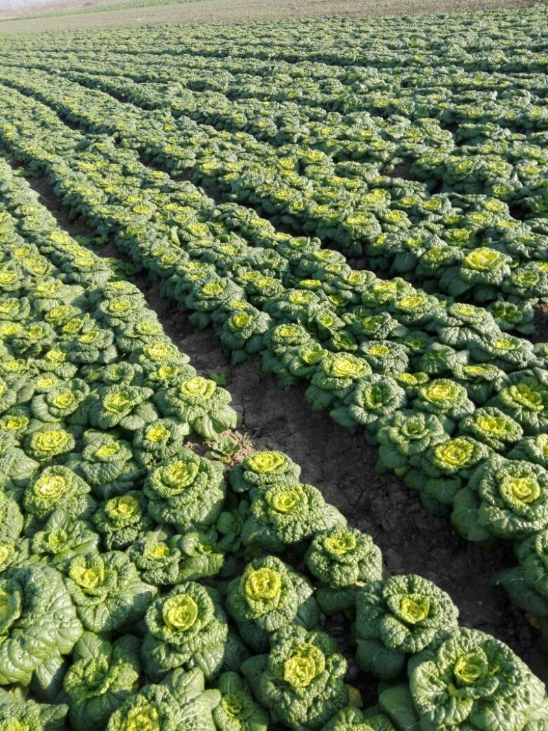 黄心菜10cm以下