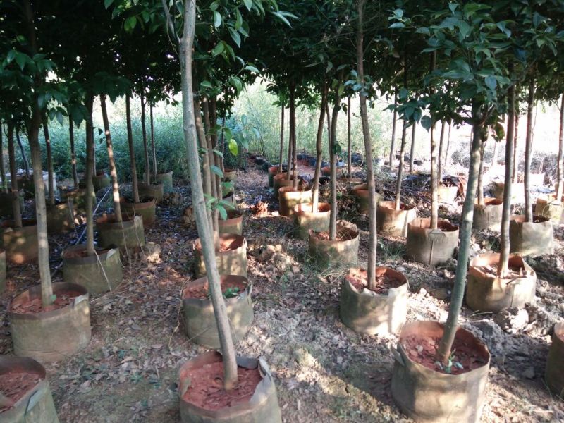 天竺桂2.5~3m规格齐全提供技术指导货源充足