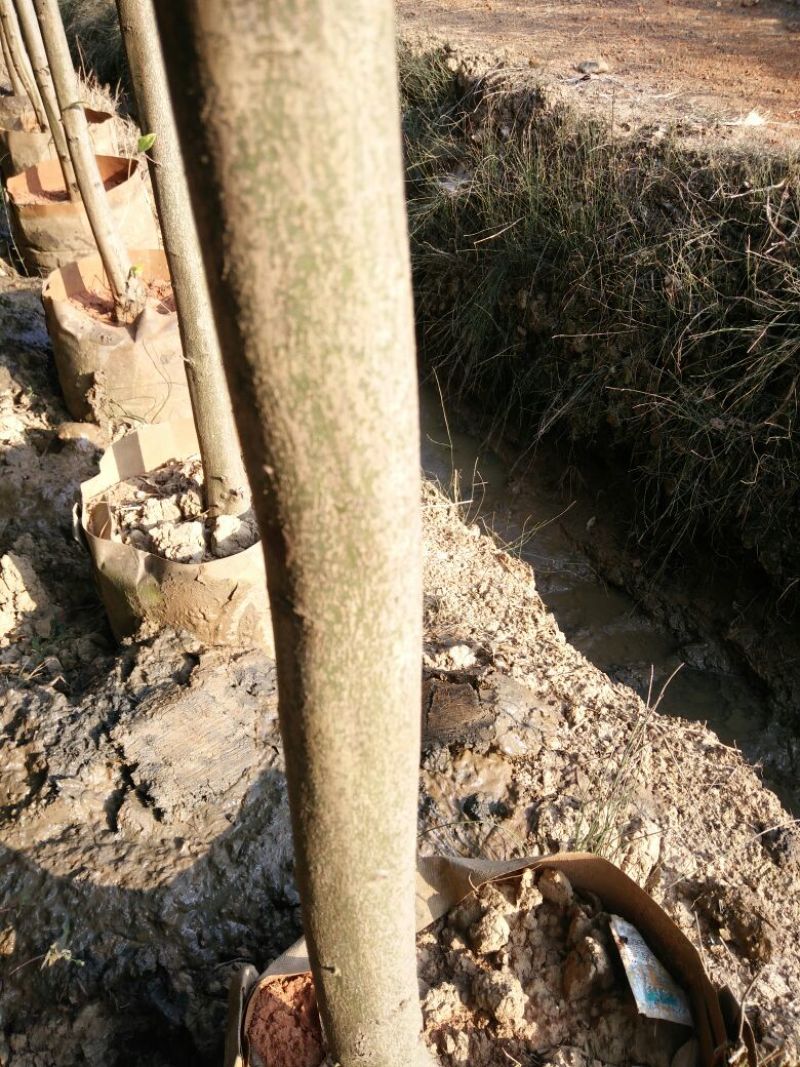 天竺桂2.5~3m规格齐全提供技术指导货源充足