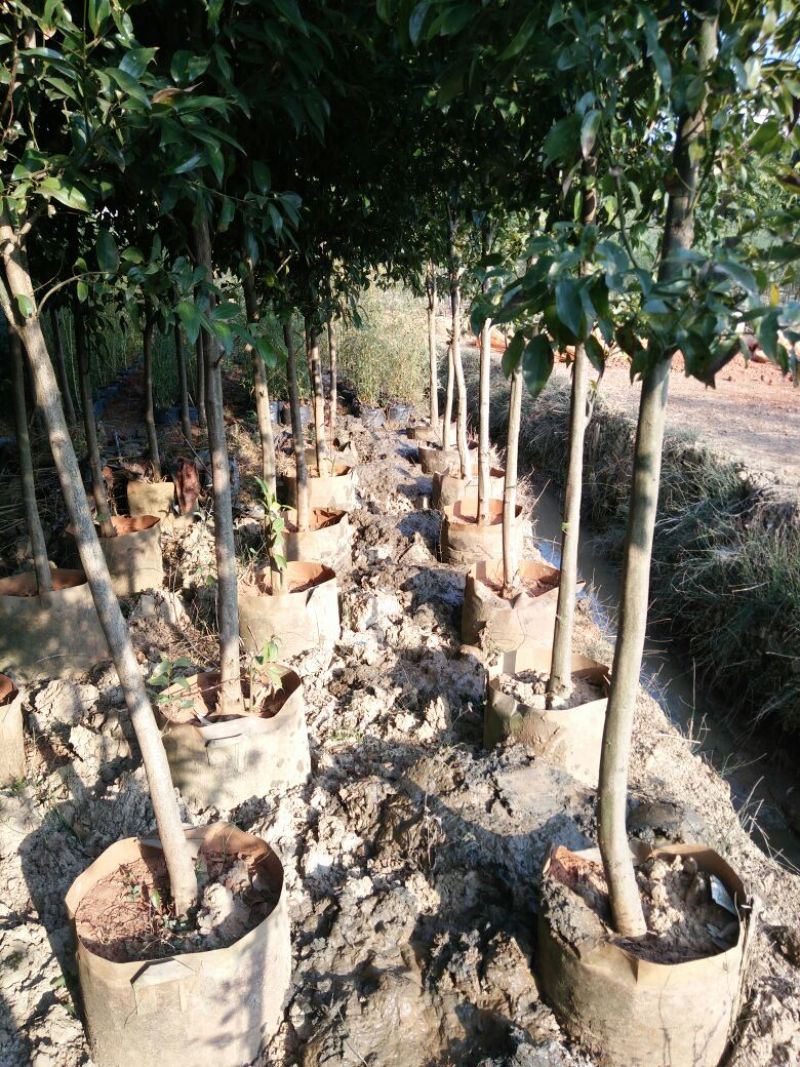 天竺桂2.5~3m规格齐全提供技术指导货源充足