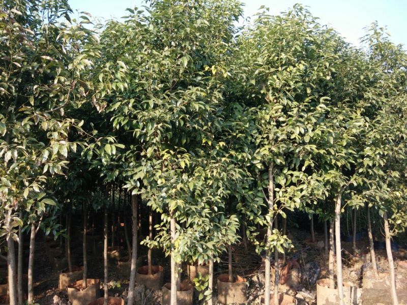 天竺桂2.5~3m规格齐全提供技术指导货源充足