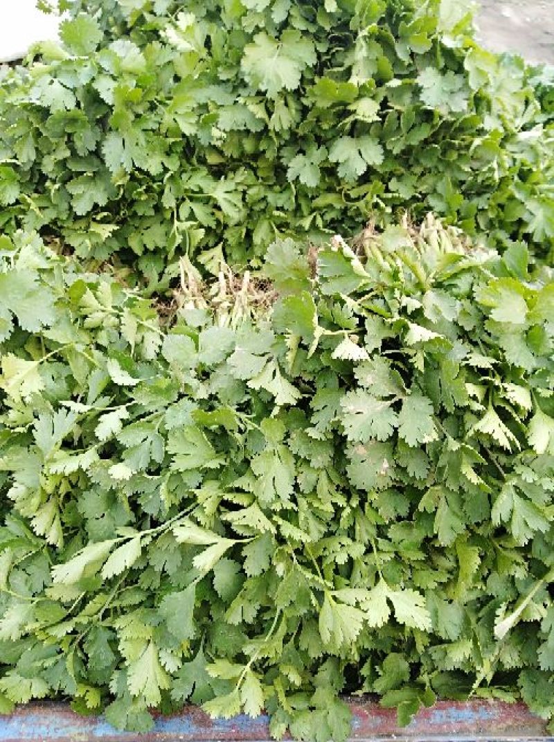 河南焦作博爱大叶香菜20~30厘米基地直供可视频看货