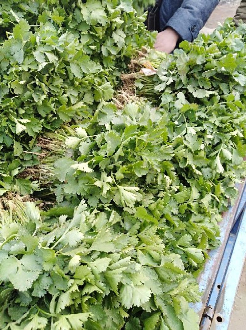 河南焦作博爱大叶香菜20~30厘米基地直供可视频看货