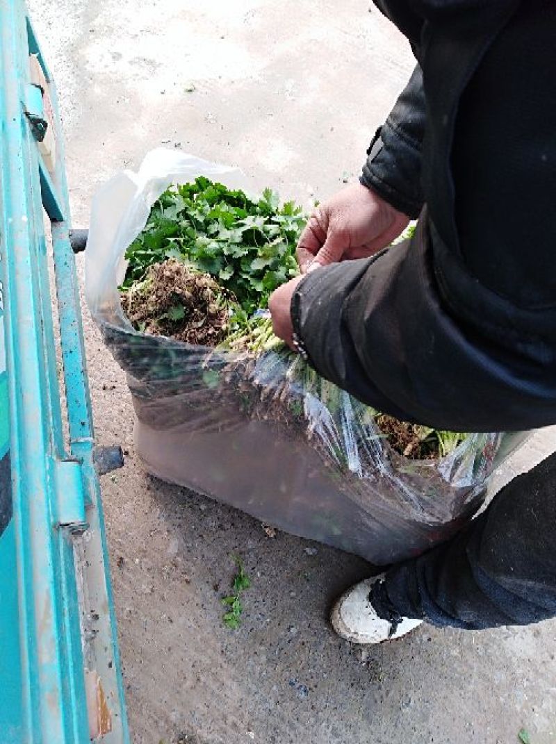 河南焦作博爱大叶香菜20~30厘米基地直供可视频看货
