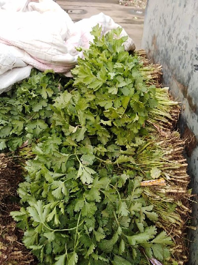 河南焦作博爱大叶香菜20~30厘米基地直供可视频看货
