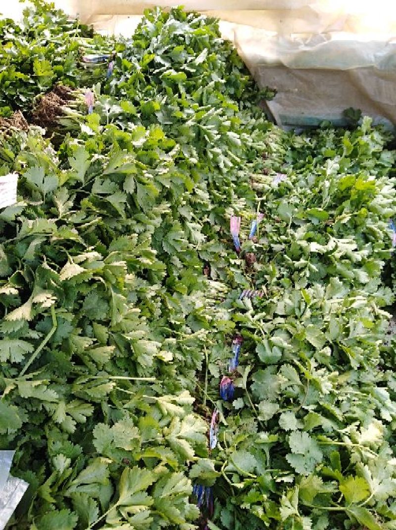 河南焦作博爱大叶香菜20~30厘米基地直供可视频看货