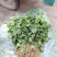 河南焦作博爱大叶香菜20~30厘米基地直供可视频看货