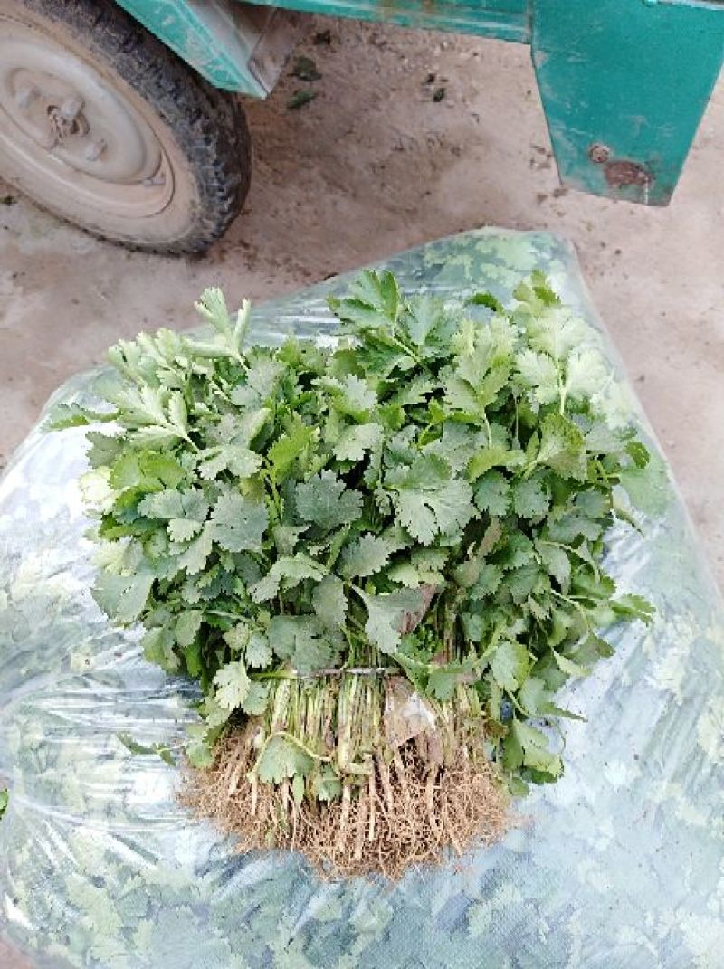 河南焦作博爱大叶香菜20~30厘米基地直供可视频看货