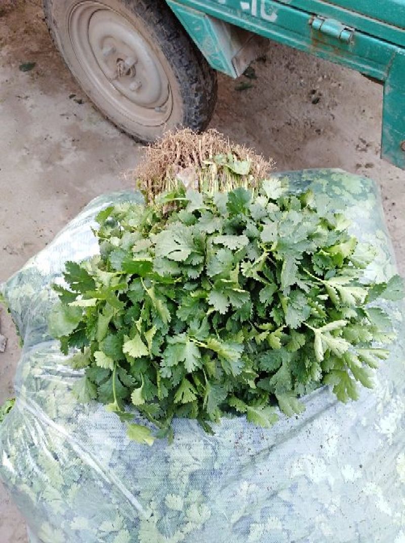 河南焦作博爱大叶香菜20~30厘米基地直供可视频看货