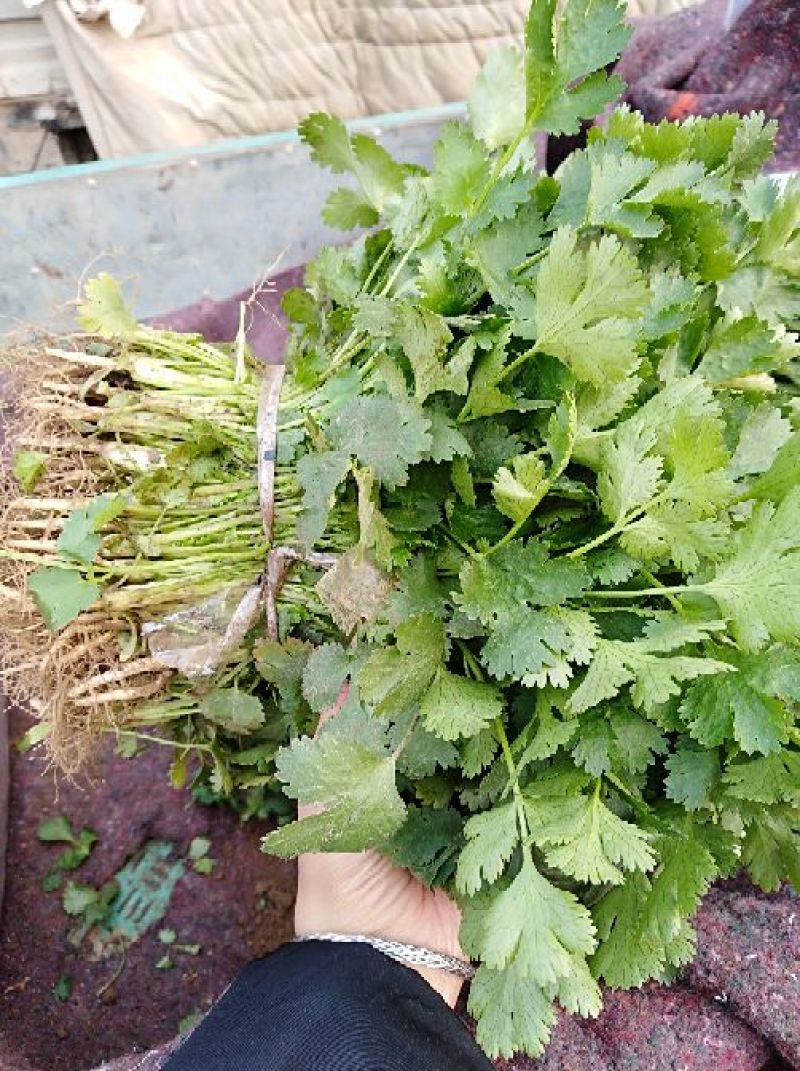 河南焦作博爱大叶香菜20~30厘米基地直供可视频看货