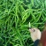 线椒15~20厘米中辣青