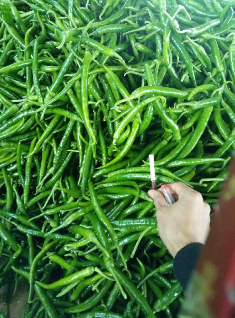 线椒15~20厘米中辣青