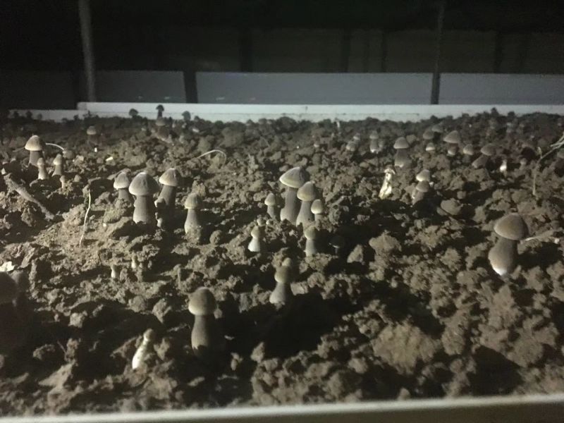 黑皮鸡枞栽培种