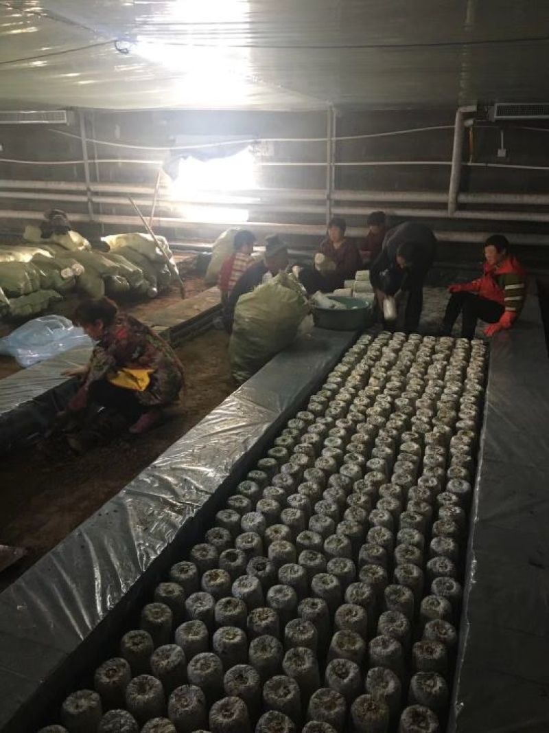 黑皮鸡枞栽培种