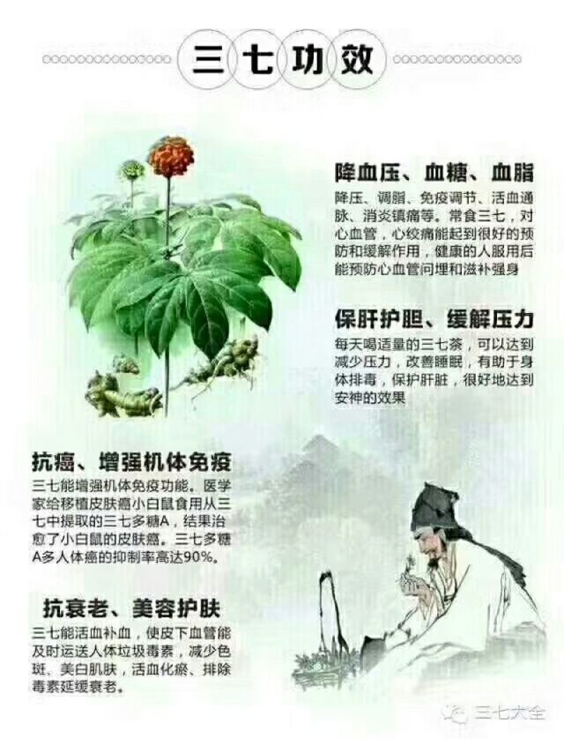 三七根茎60头选货干货