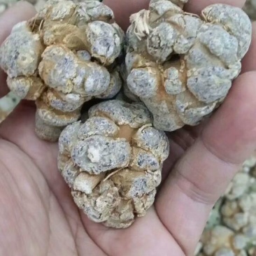 三七根茎60头选货干货